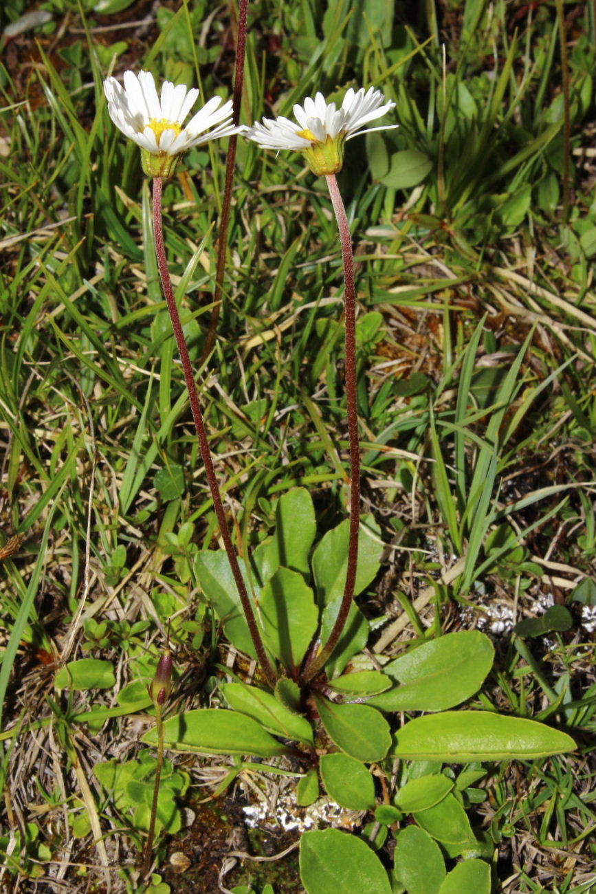 Bellidiastrum michelii